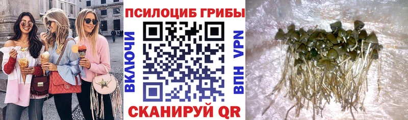 Псилоцибиновые грибы Cubensis  наркошоп  Елизаветинская 